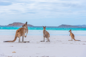 Three kangaroos on a white-sand Lucky bay, Australian beach with turquoise water behind them