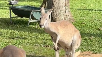 2 Red Kangaroos hanging out